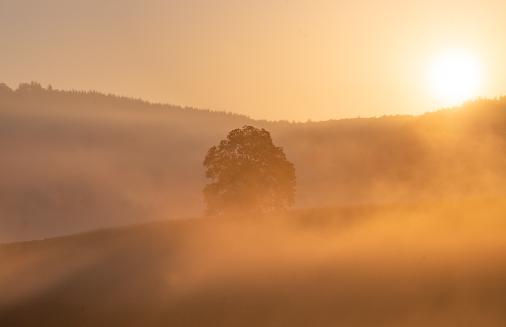 Ein einzelner Baum steht im goldenen Nebeldunst