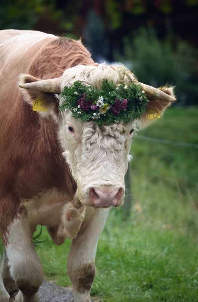 Das Bild zeigt eine Kuh mit einem Blumenkranz zwischen den Hörnern, so wie es typisch für den Almabtrieb Münstertal 2025 ist.