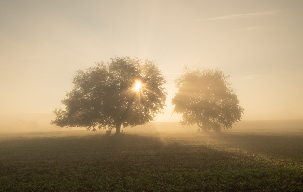 Ein typisches Landschaftsbild im Nebel: Zwei Bäume im Morgennebel, beim linken scheint die Sonne durdch und bildet leichte Strahlen.