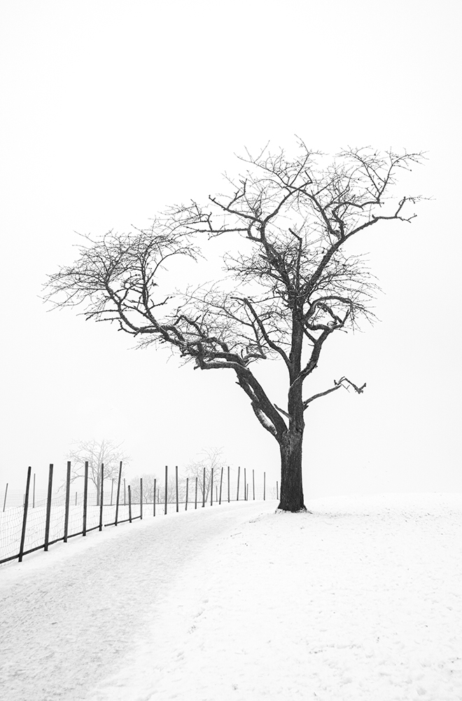 Ein dunkler Baum steht in einer Schneelandschaft. Links von ihm ist noch der Ansatz eines Weges neben einem Holzzaun zu erkennen